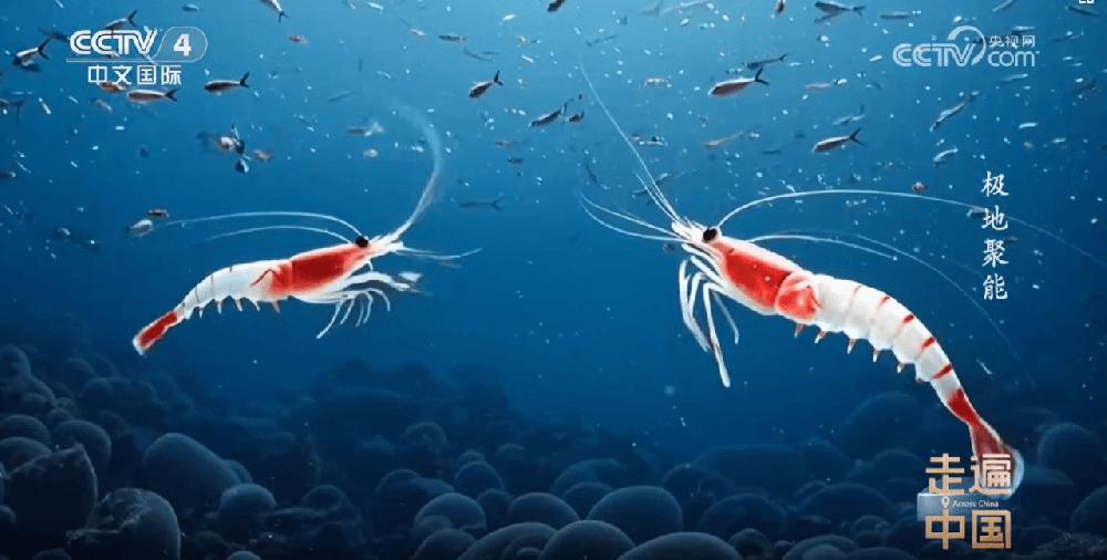 2024年12月24日，CCTV4中文国际频道《走遍中国》极地聚能专题报道