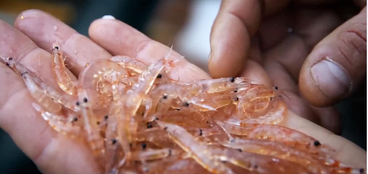 VIK纯南极磷虾油（商务版）