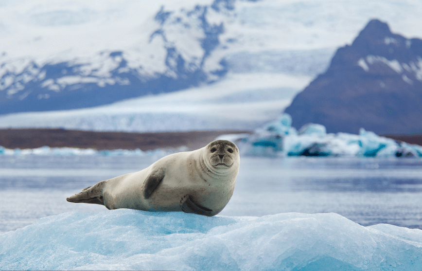 4）神奇而强健的南极动物