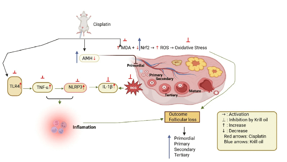 文献精读-磷虾油通过减缓氧化应激和炎症途径，减轻顺铂引起的卵巢毒性